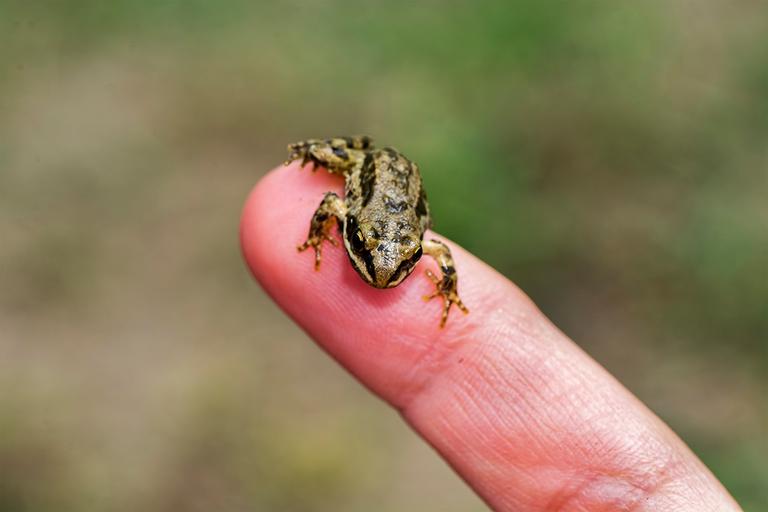 Toros Frog Taurus Frog (Rana holtzi) | KÜRE Encyclopedia